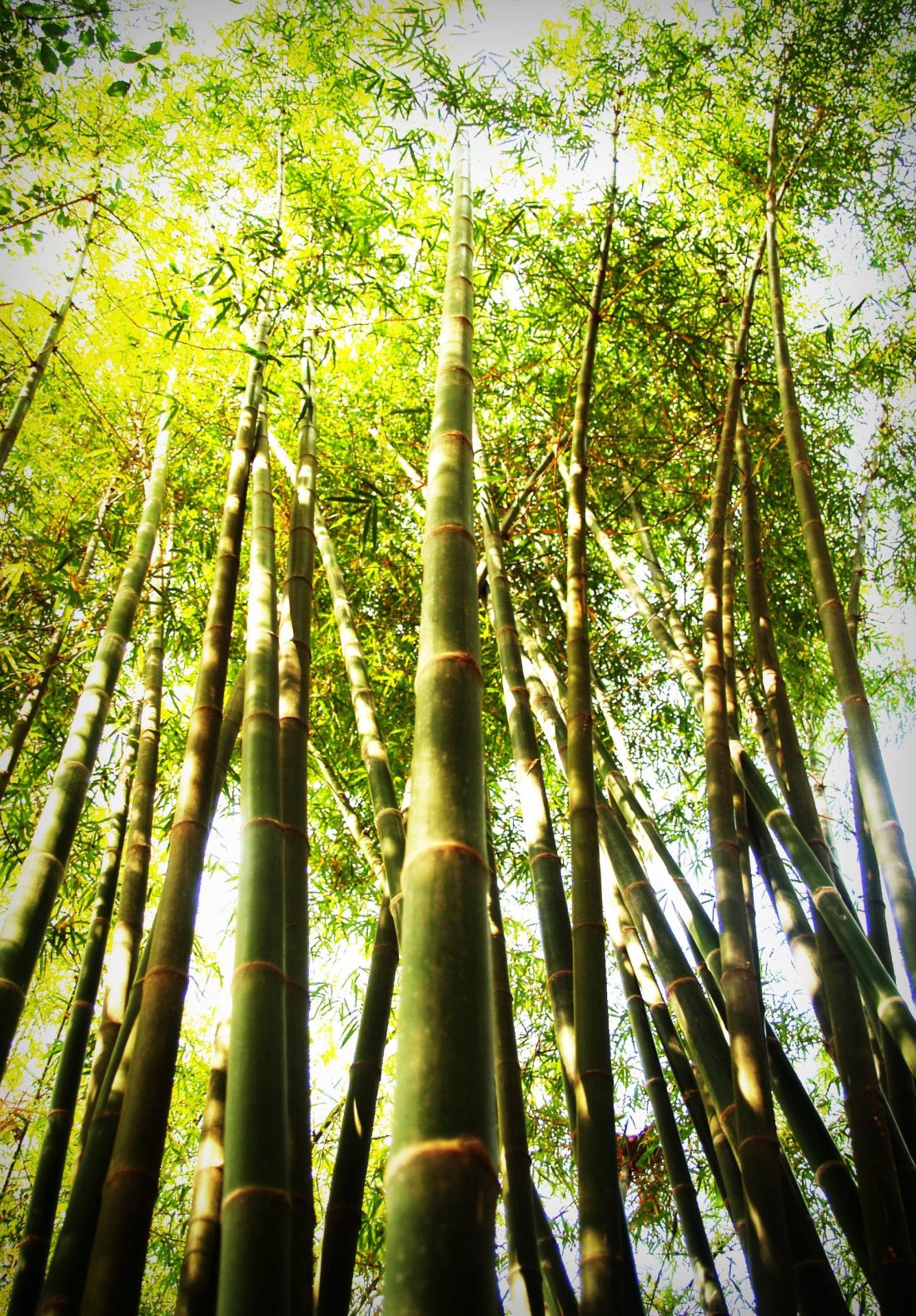 ropa de bambu